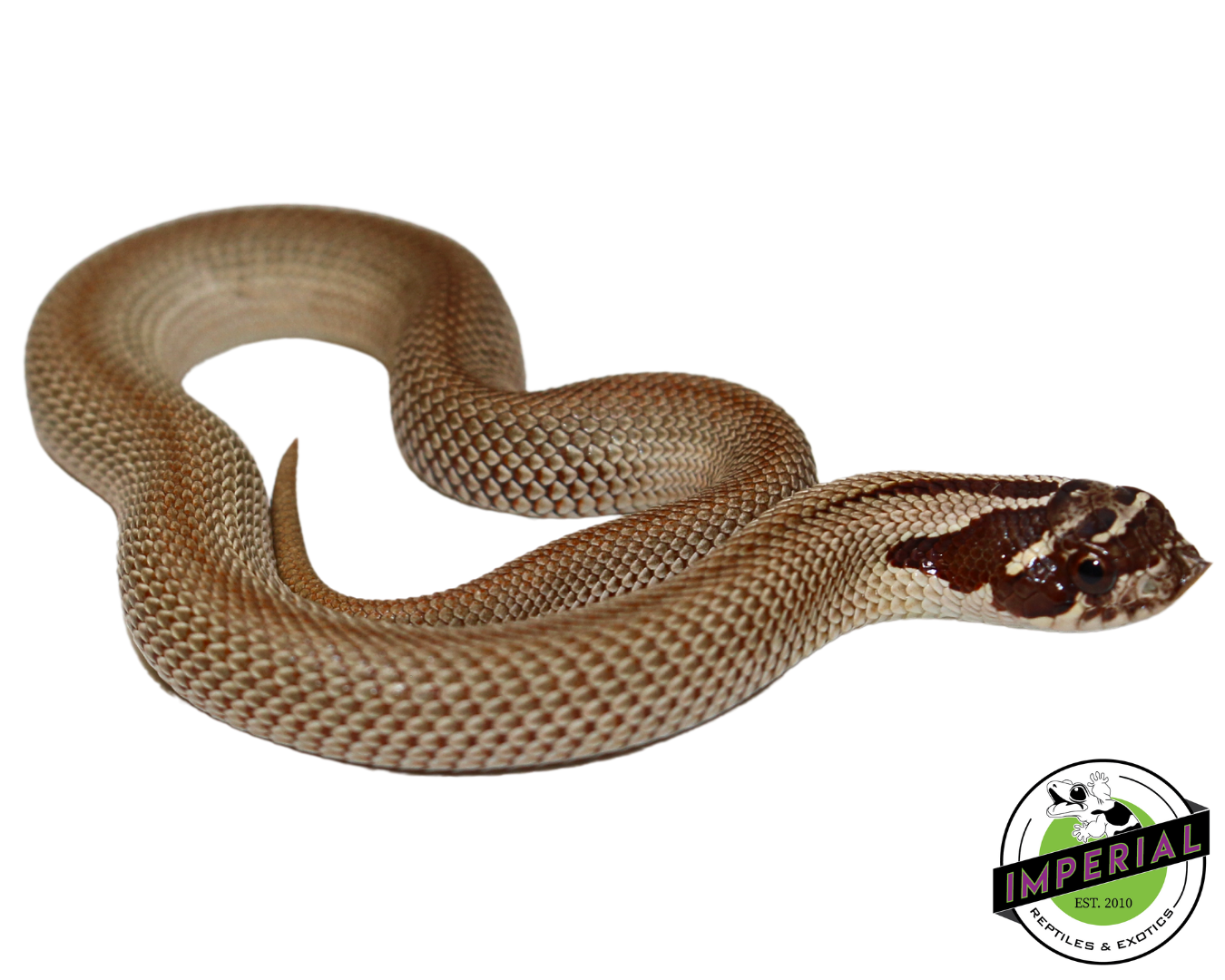 SuperConda Western Hognose Baby — image 3