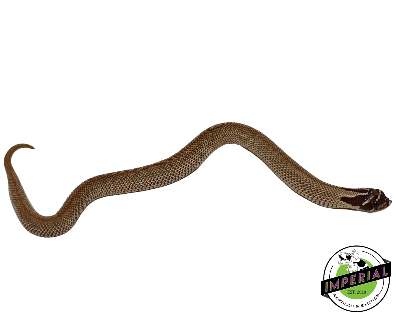 SuperConda Western Hognose Baby