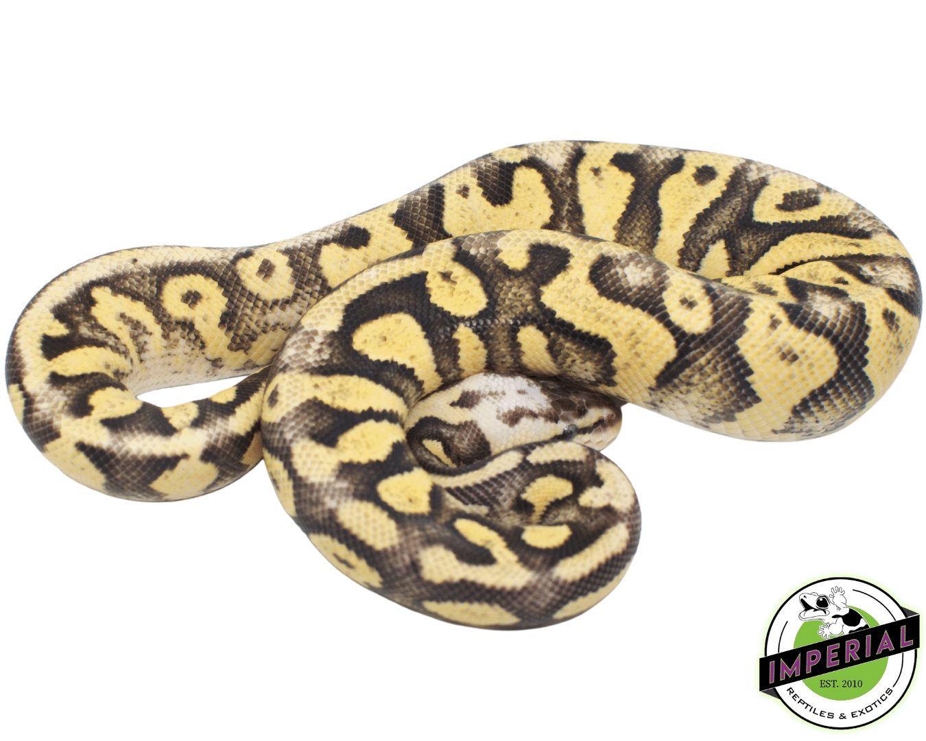 Superfly Ball Python — image 2