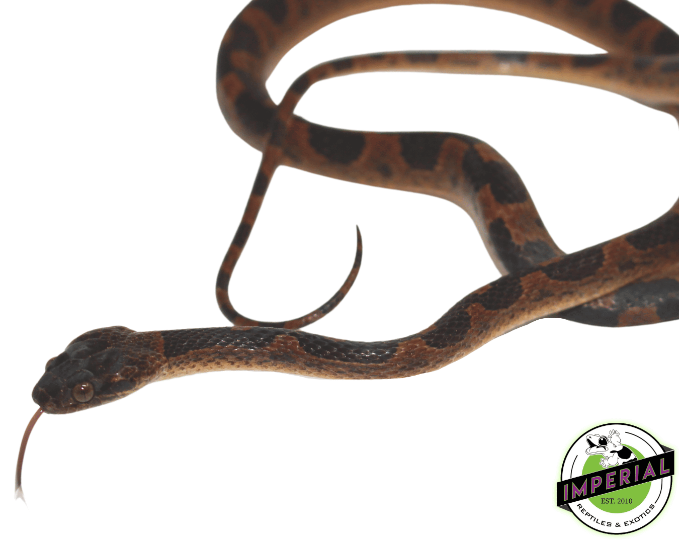 Suriname Cat Eyed Snake — image 2