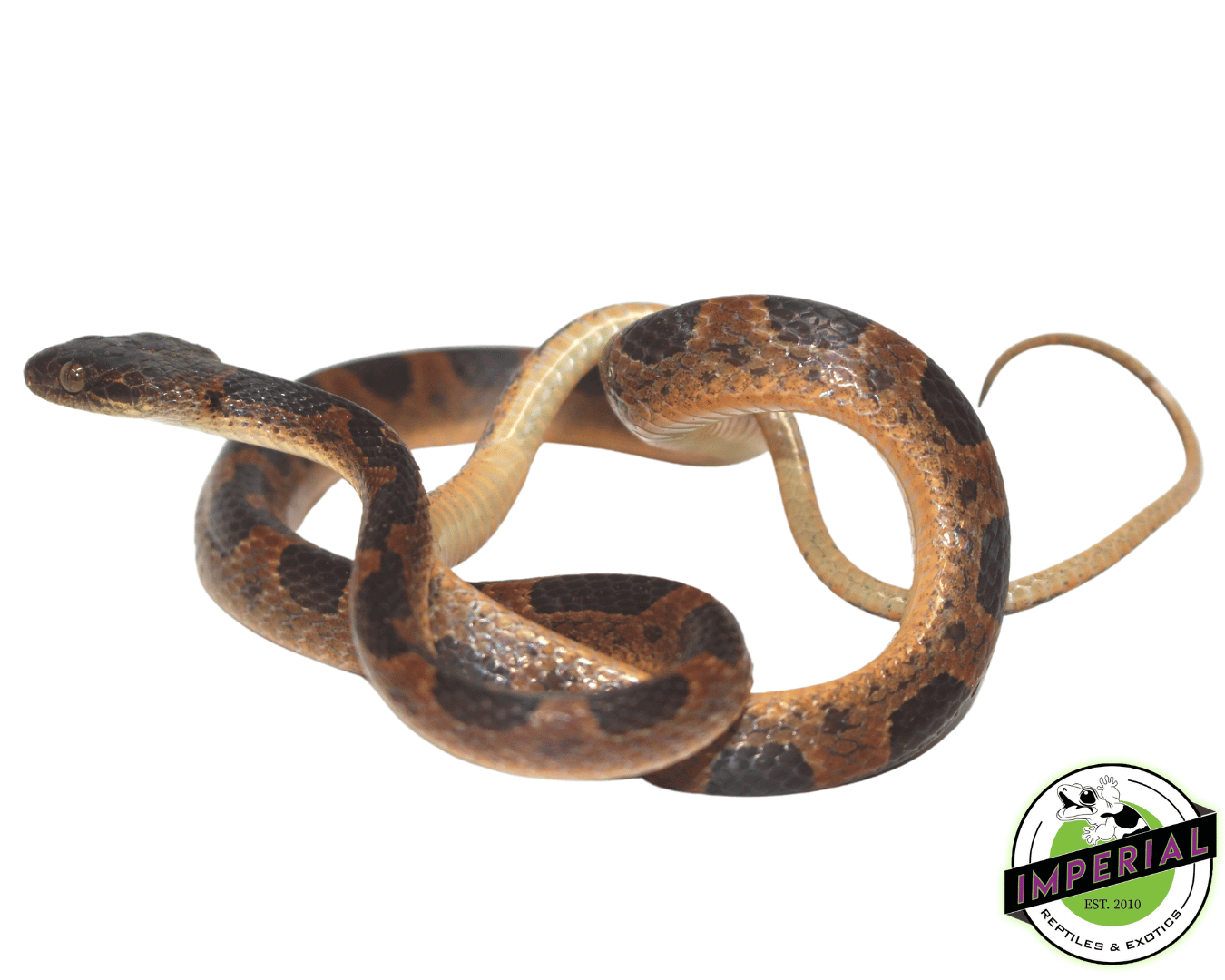Suriname Cat Eyed Snake