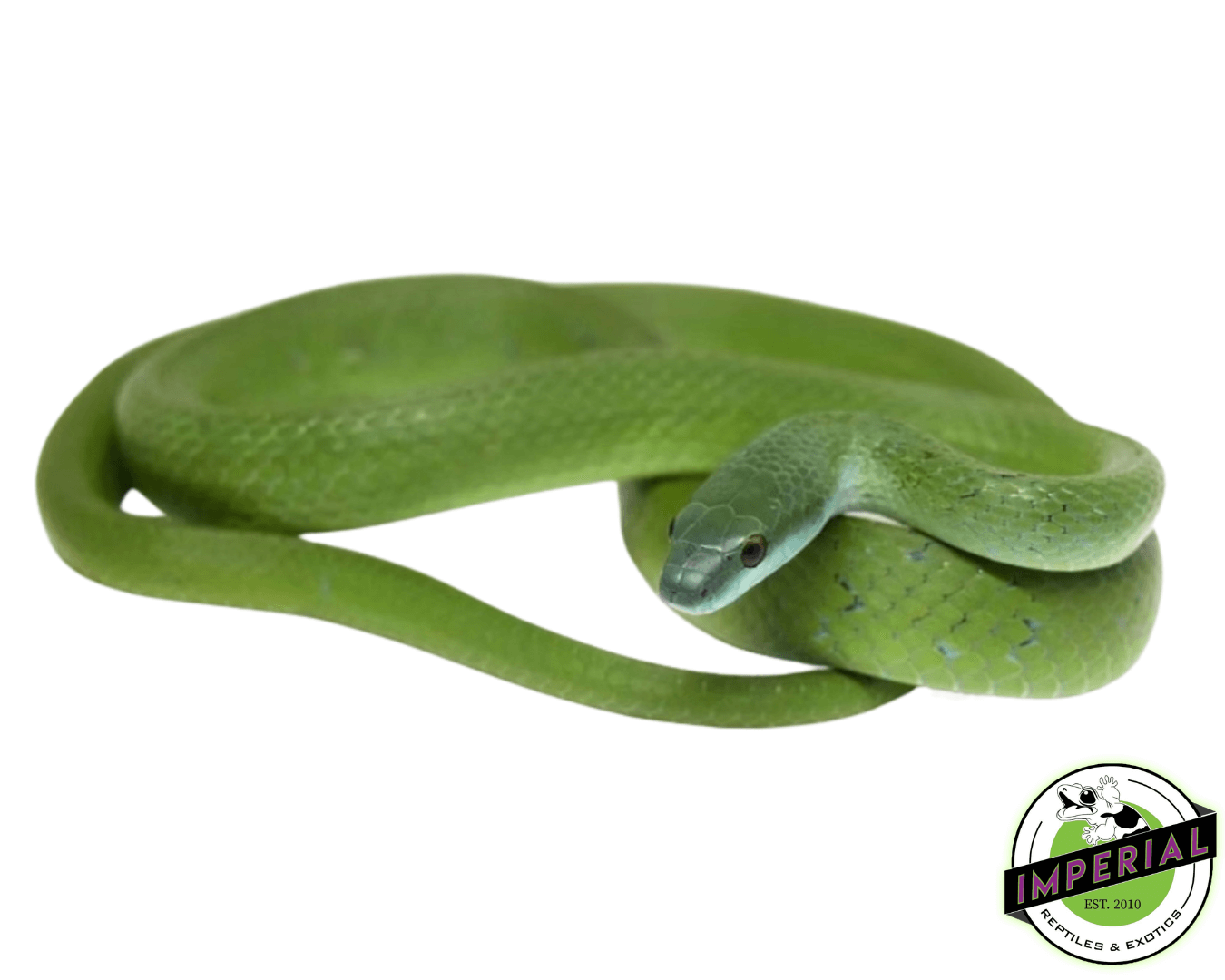 Suriname Green Racer