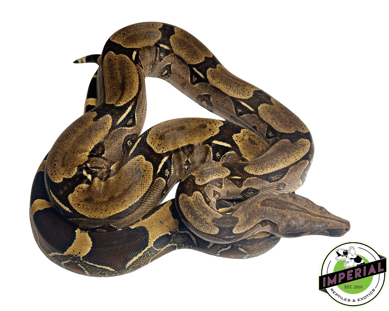 Suriname Red Tail Boa Adult