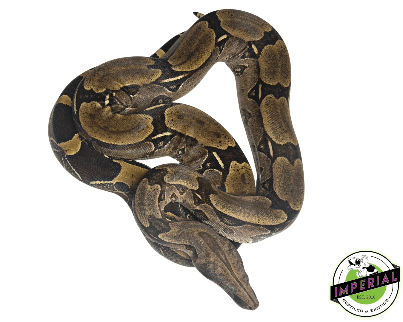Suriname Red Tail Boa Adult — image 2