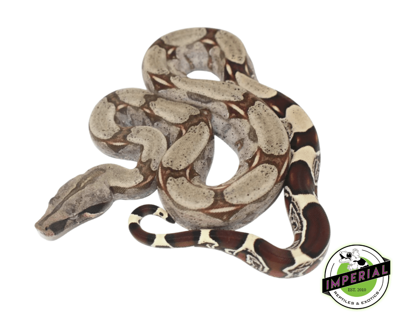 Suriname Red Tail Boa Baby — image 2