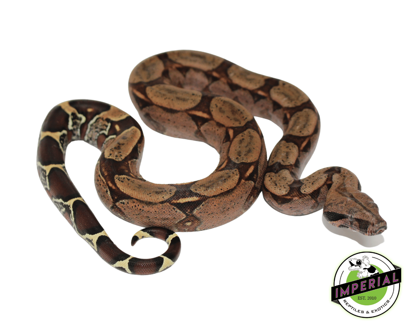 Suriname Red Tail Boa — image 3