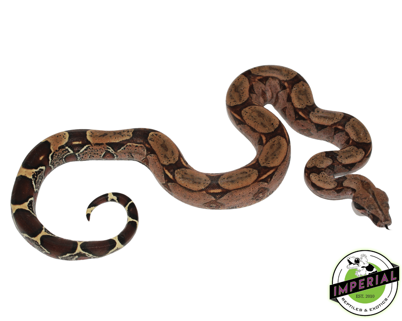 Suriname Red Tail Boa — image 2
