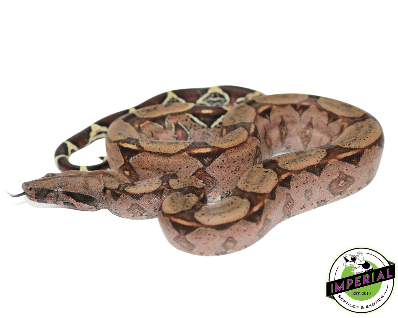 Suriname Red Tail Boa