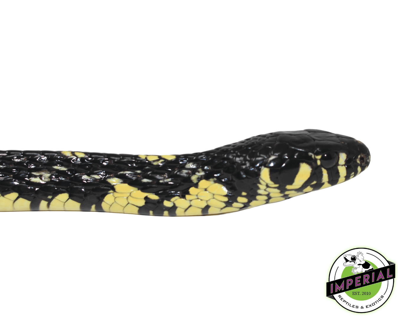 Suriname Tiger Rat Snake Female — image 2