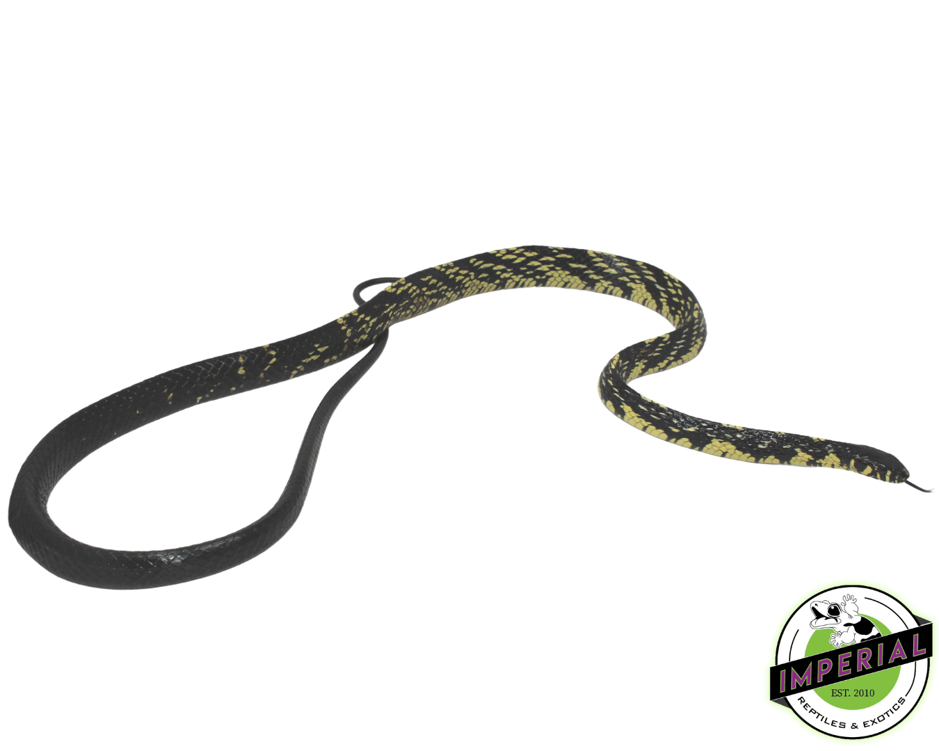 Suriname Tiger Rat Snake Female