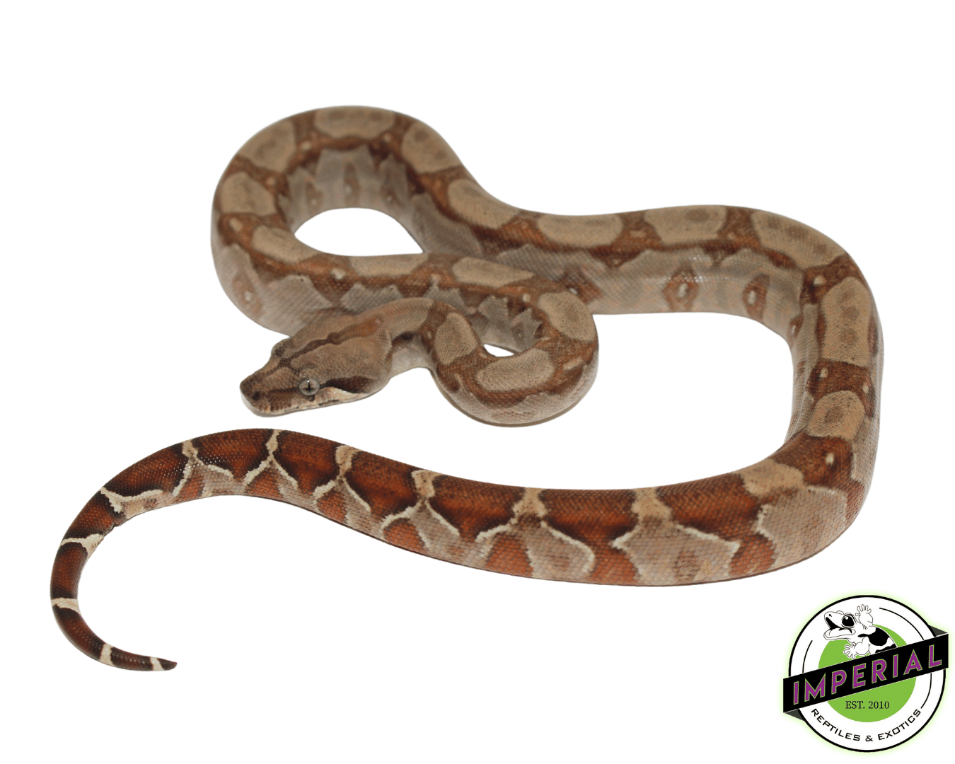 T+ Albino Boa Constirctor