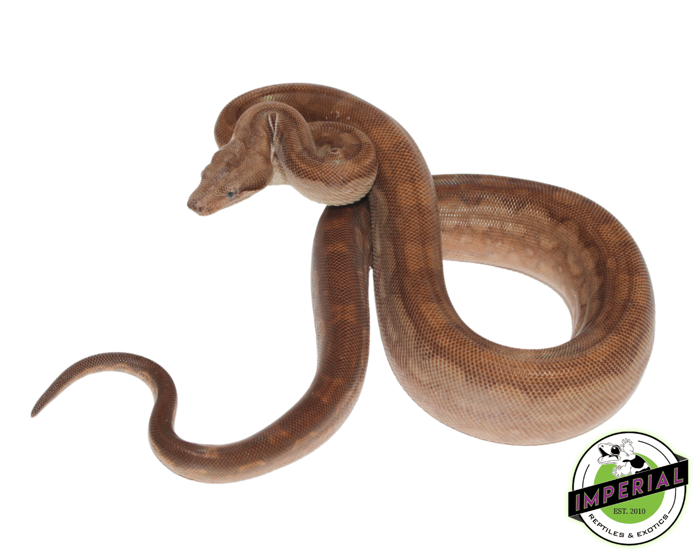 T+ Aztec Motley Boa Constrictor Male