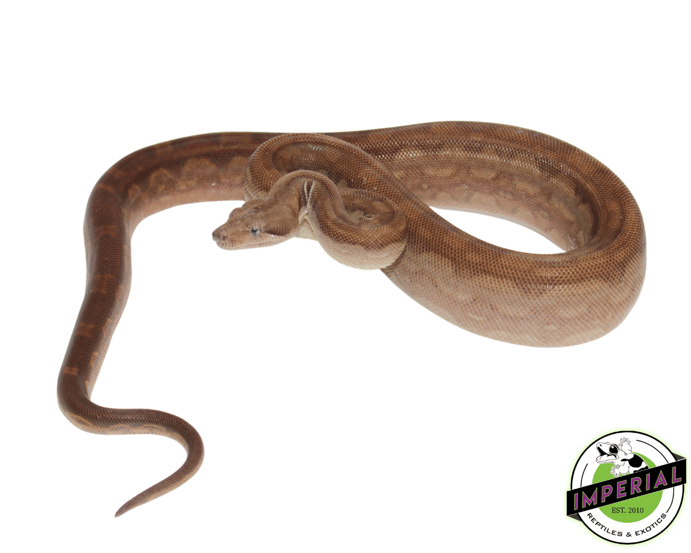 T+ Aztec Motley Boa Constrictor Male — image 2