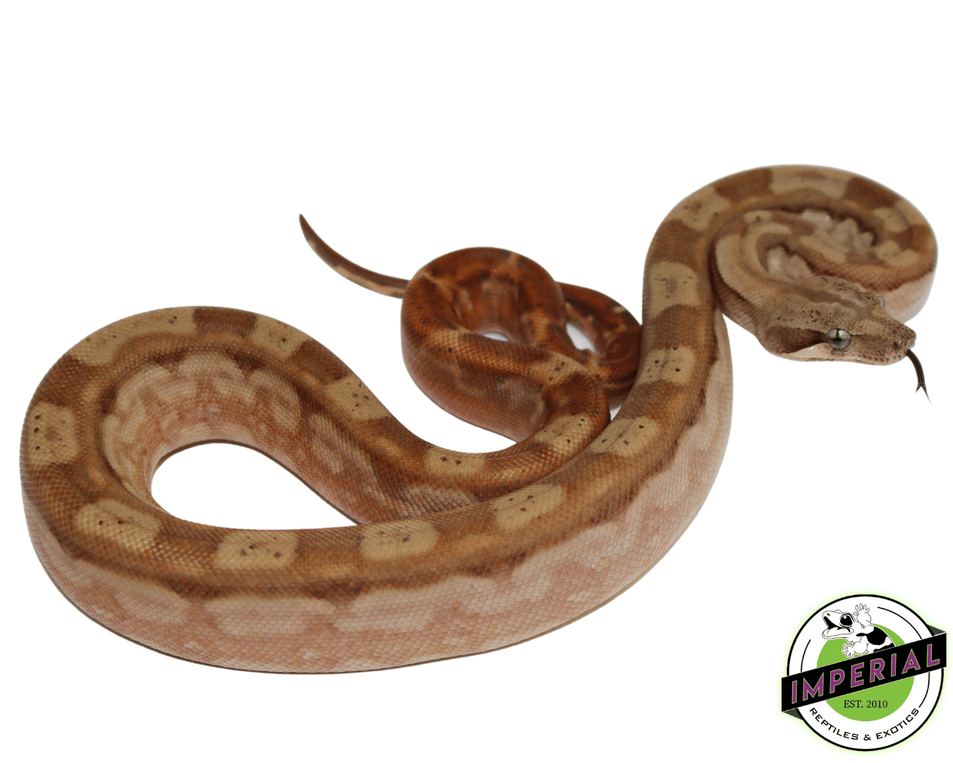 T+ Motley Boa