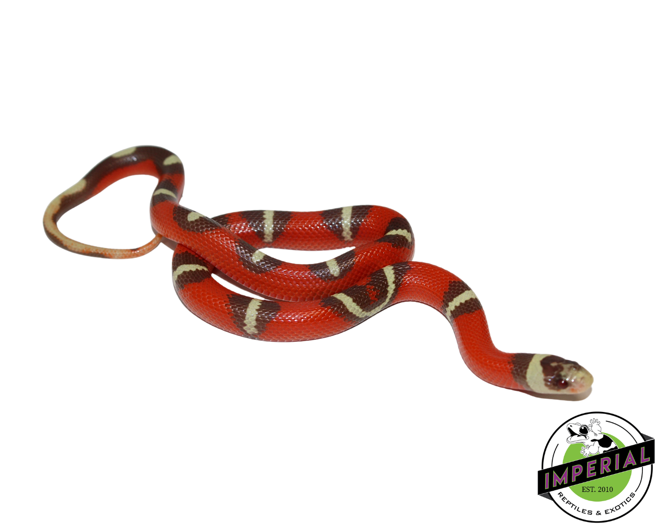 T+ Splotched Nelson's Milk Snake Baby