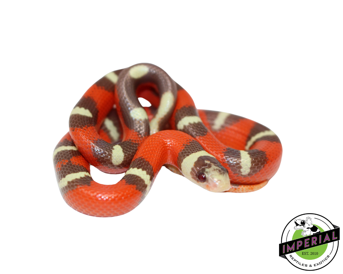 T+ Splotched Nelson's Milk Snake Baby — image 2