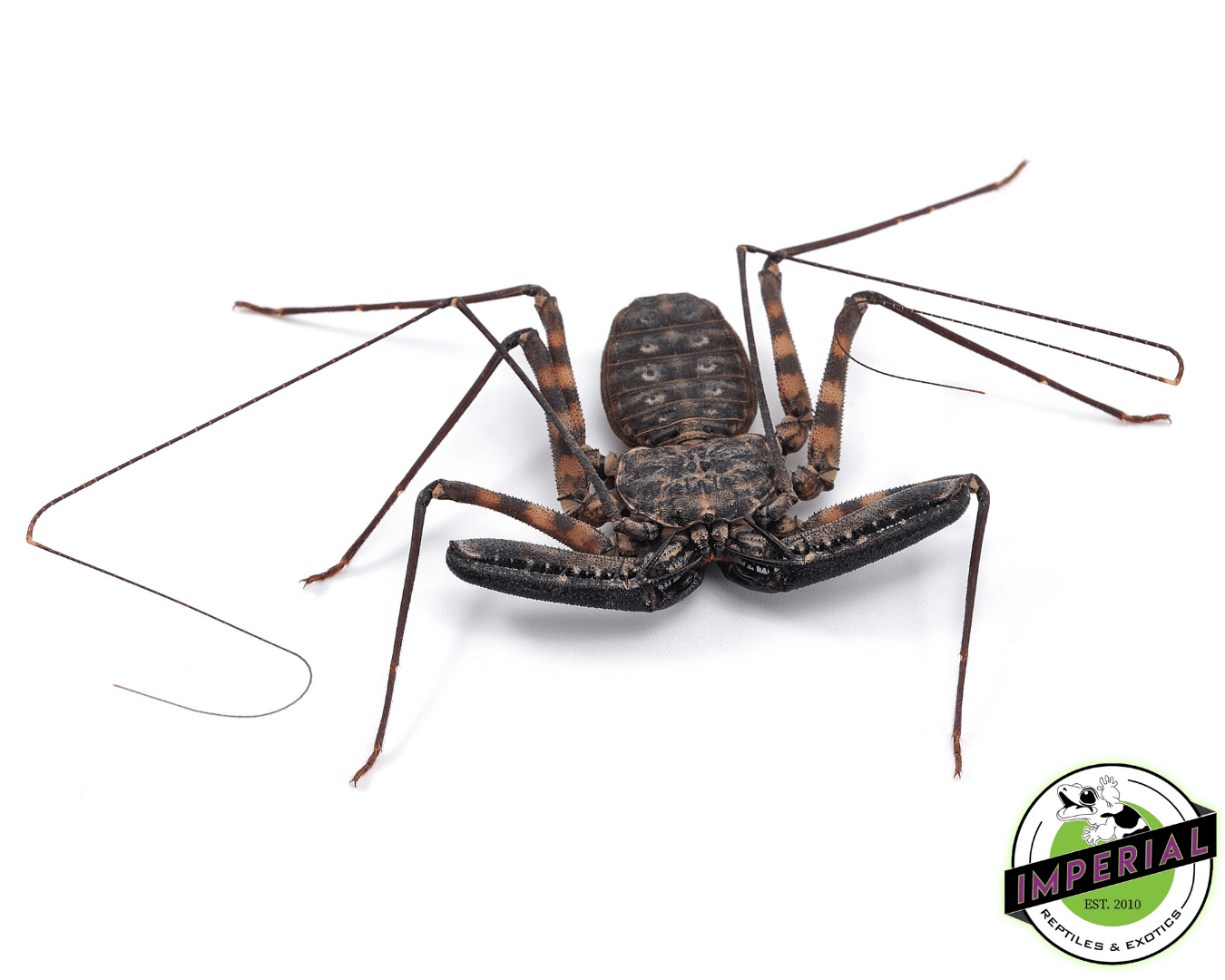 Tailless Whip Scorpions (Phrynus whitei)
