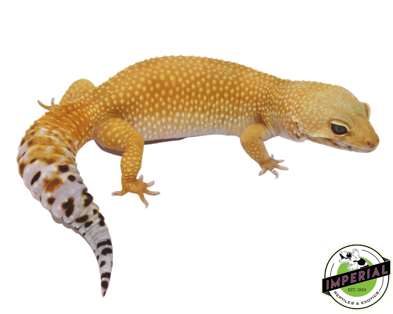 Tang het. Tremper Leopard Gecko