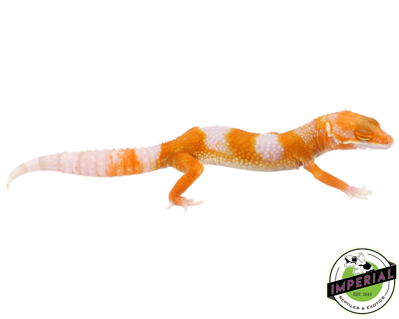 Tangelo Leopard Gecko Baby