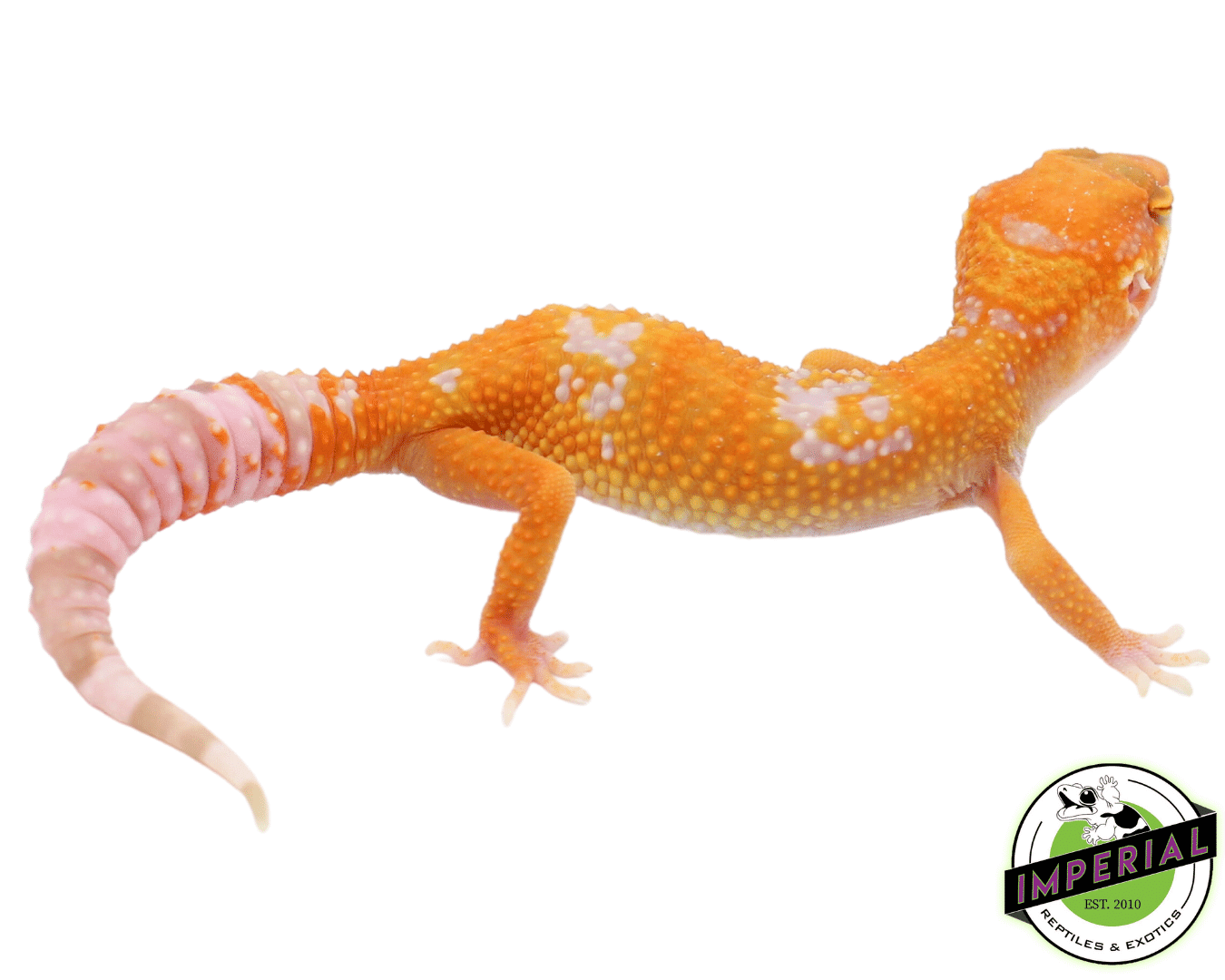 Tangelo Leopard Gecko Baby — image 2