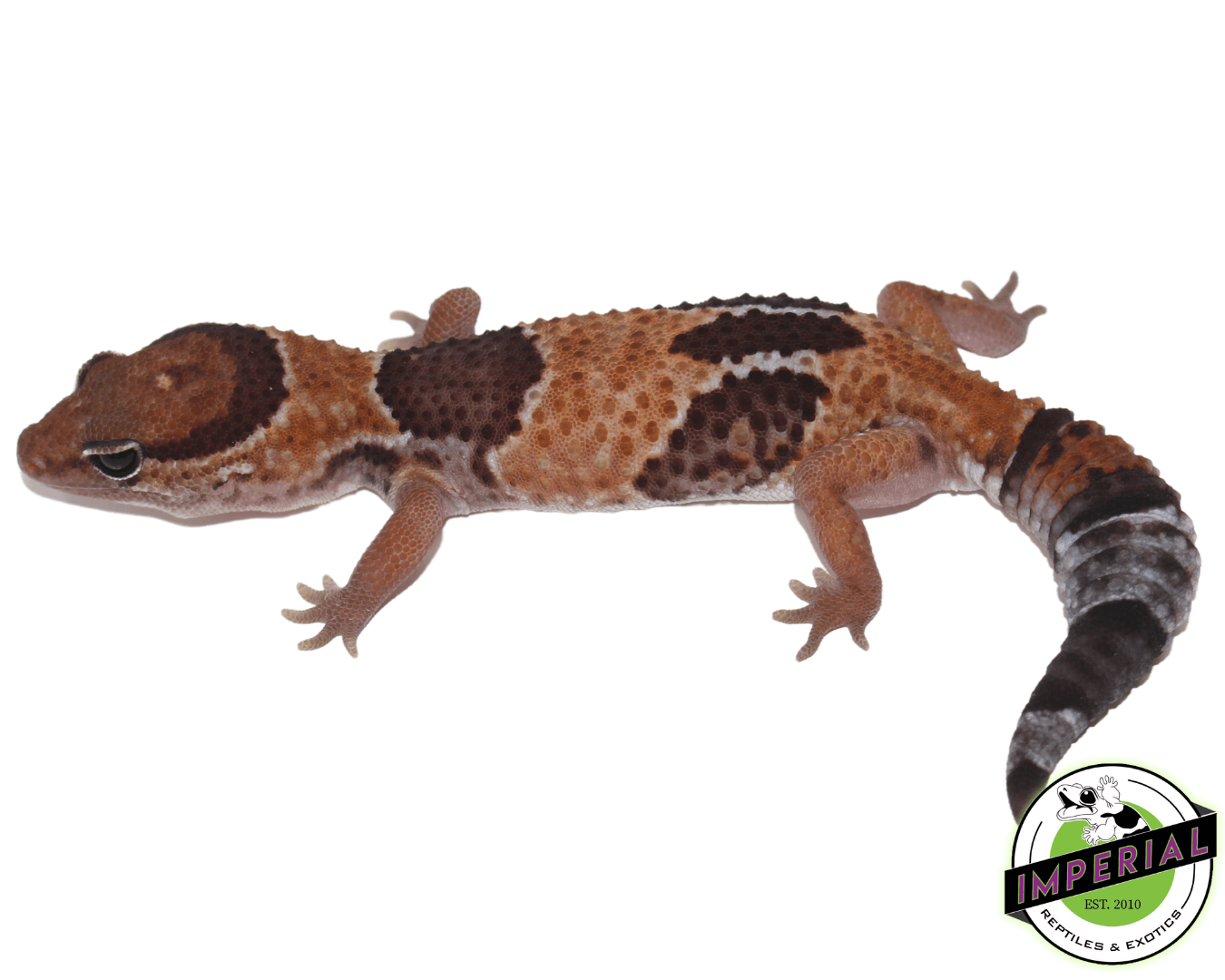 Tangerine Aberrant African Fat Tail Gecko — image 2