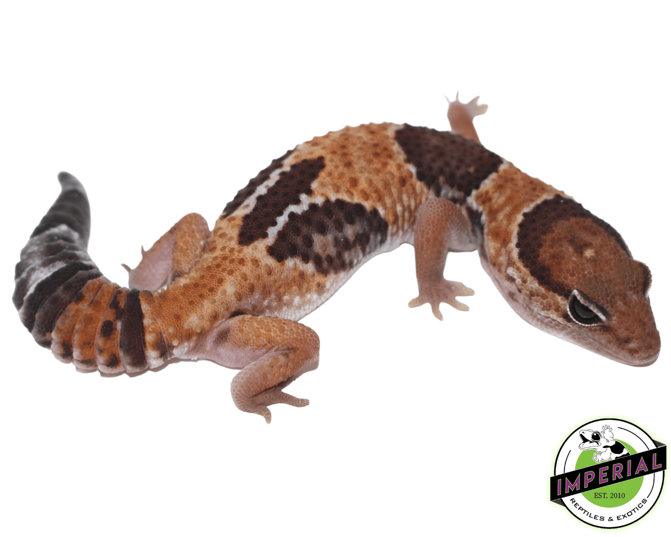 Tangerine Aberrant African Fat Tail Gecko