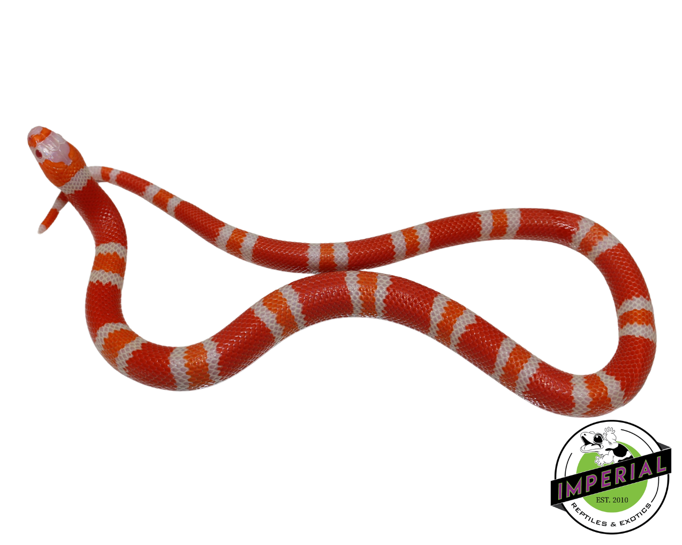 Tangerine Albino Honduran Milk Snake Baby