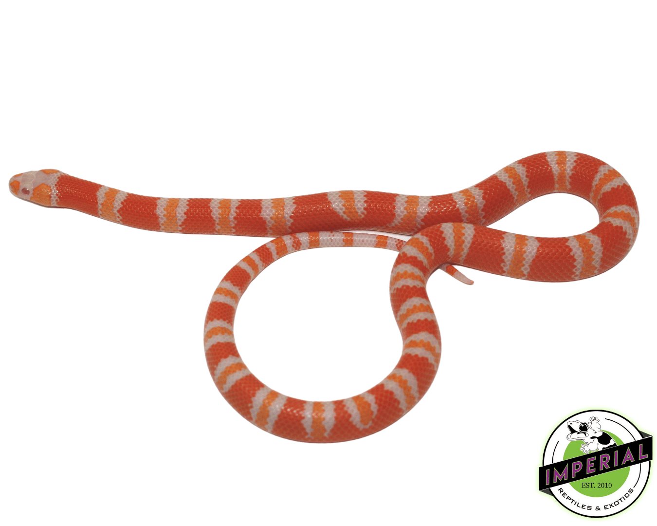 Tangerine Albino Honduran Milk Snake Baby — image 2