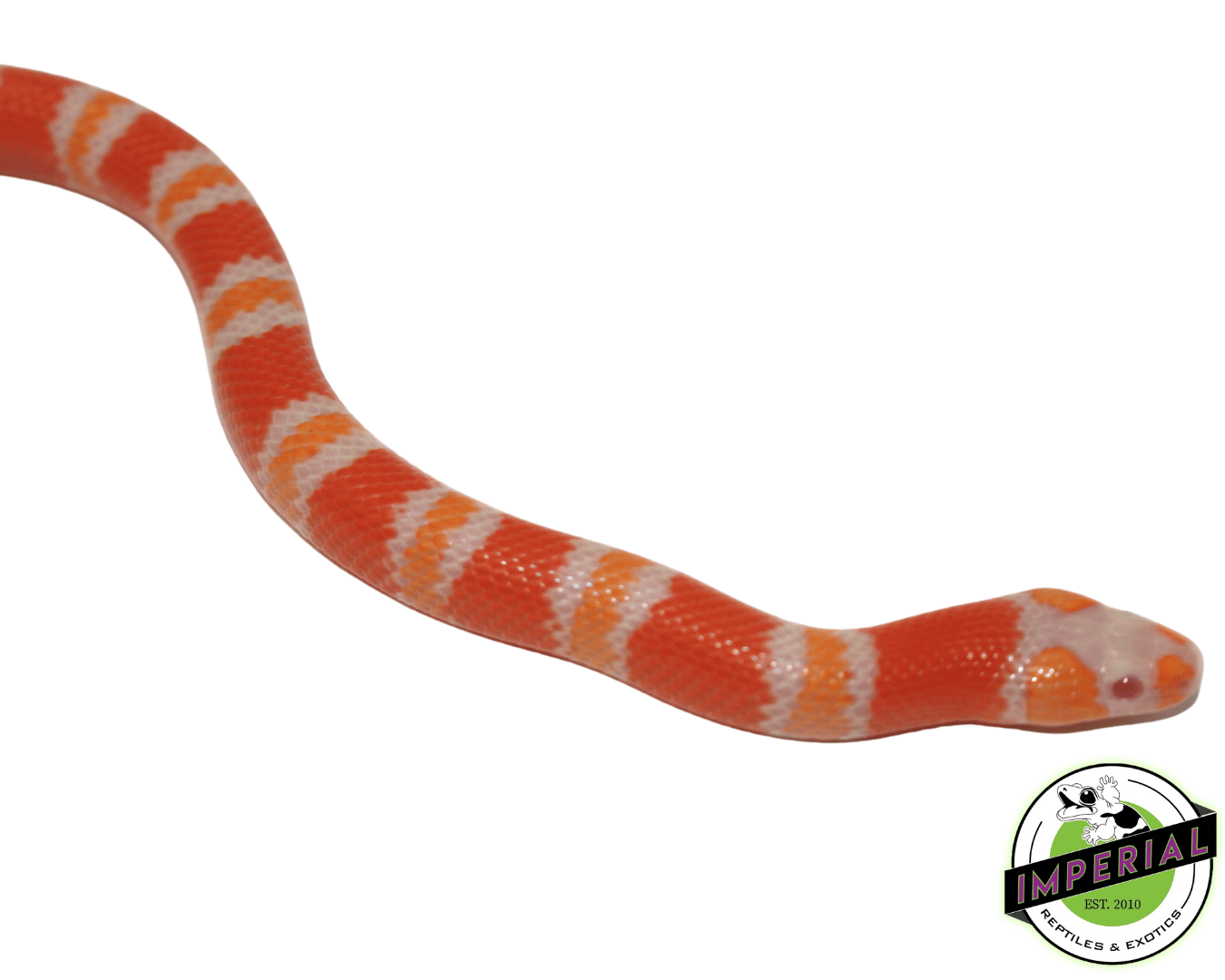 Tangerine Albino Honduran Milk Snake Baby — image 3