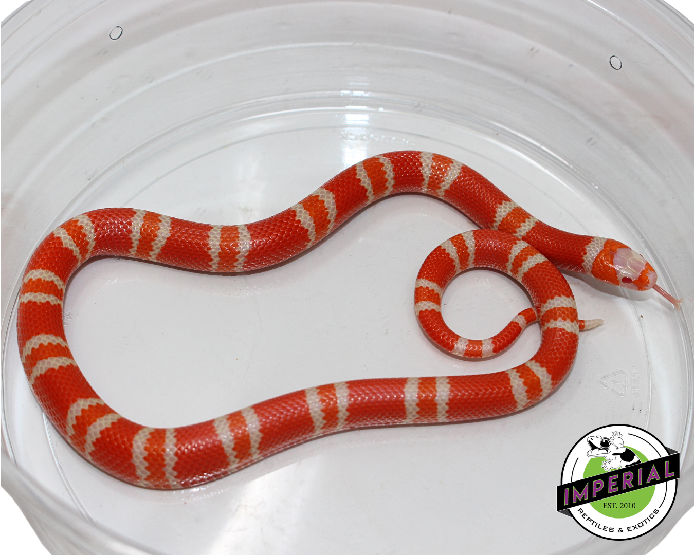 Tangerine Albino Honduran Milk Snake Female (#11524-24)
