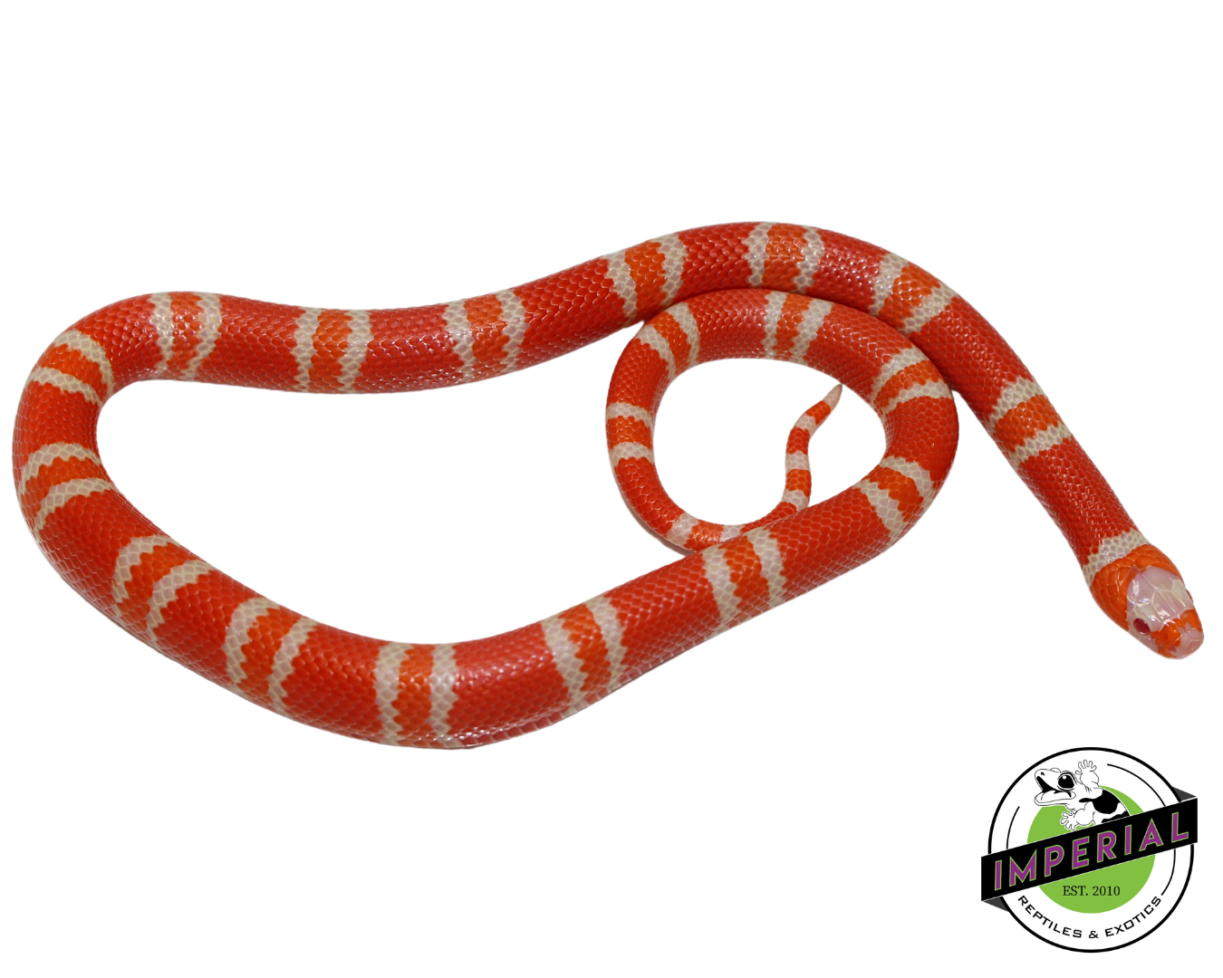 Tangerine Albino Honduran Milk Snake Female (#11524-24) — image 2