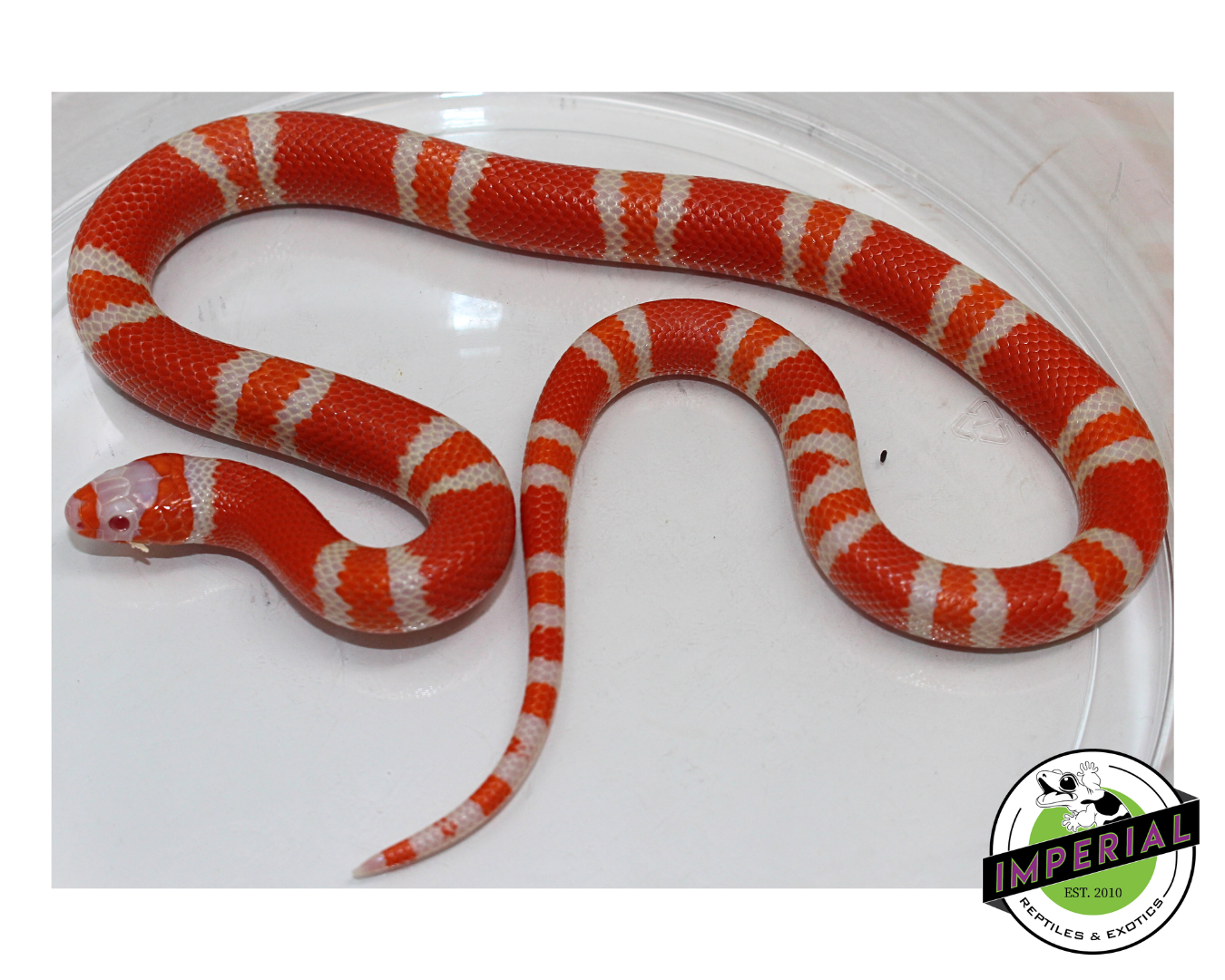 Tangerine Albino Honduran Milk Snake Female (#11524-25)