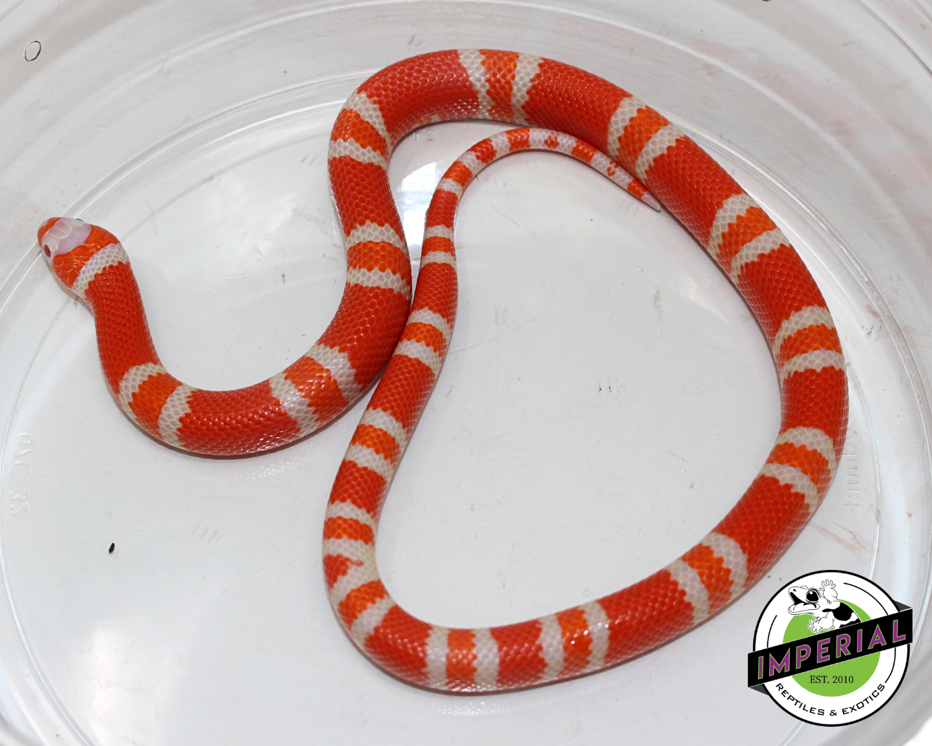 Tangerine Albino Honduran Milk Snake Female (#11524-25) — image 2