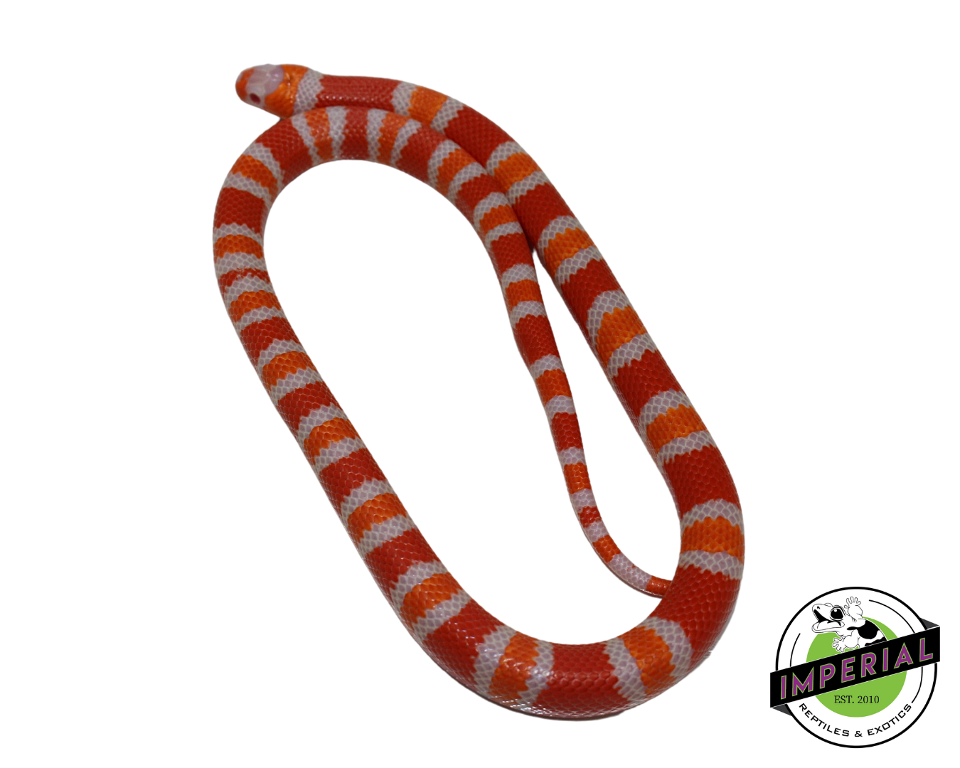Tangerine Albino Honduran Milk Snake Male (#11524-20) — image 2