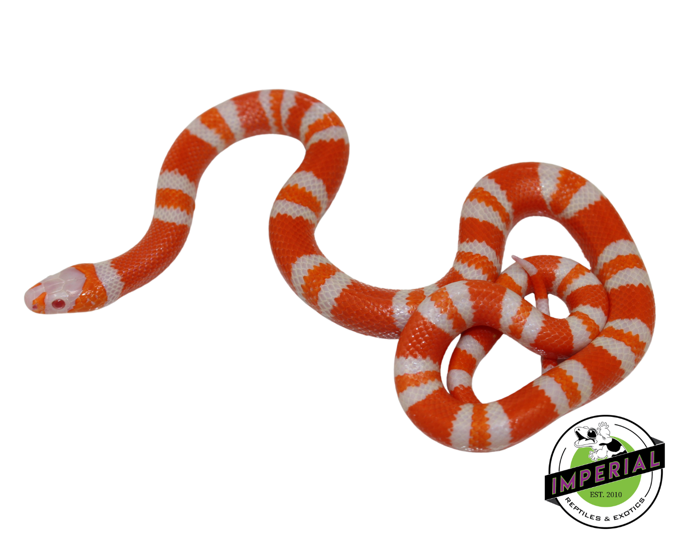 Tangerine Albino Honduran Milk Snake Male (#11524-21)
