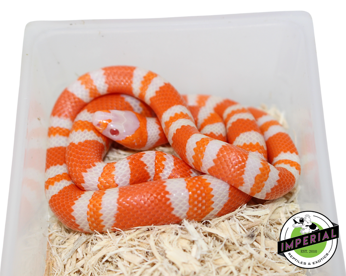 Tangerine Albino Honduran Milk Snake Male (#11524-21) — image 2
