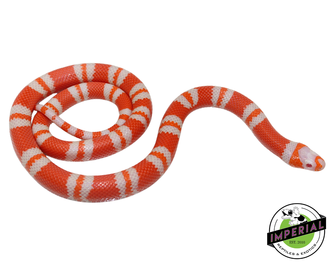 Tangerine Albino Honduran Milk Snake Male (#11524-22)