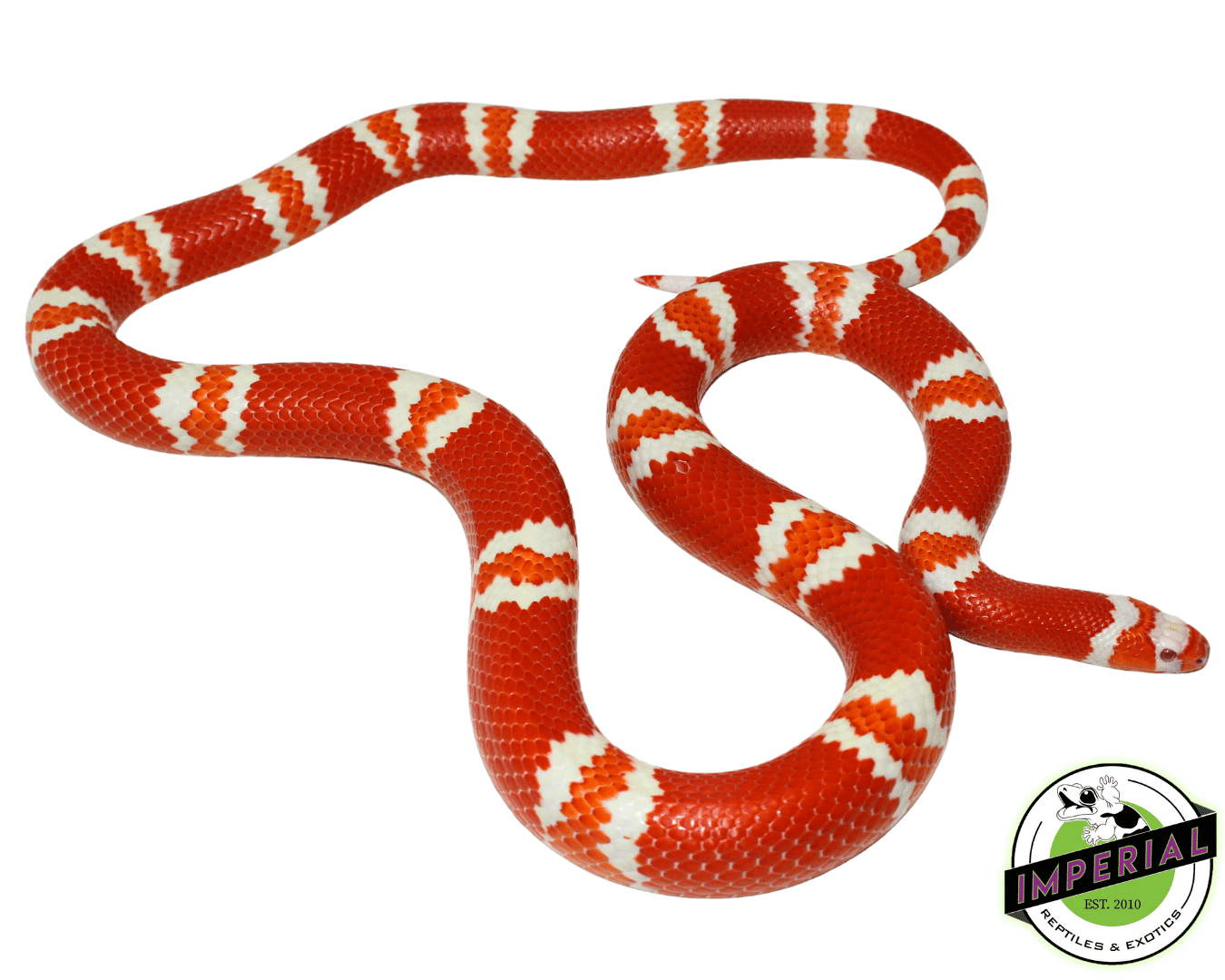 Tangerine Albino Honduran Milksnake Adult
