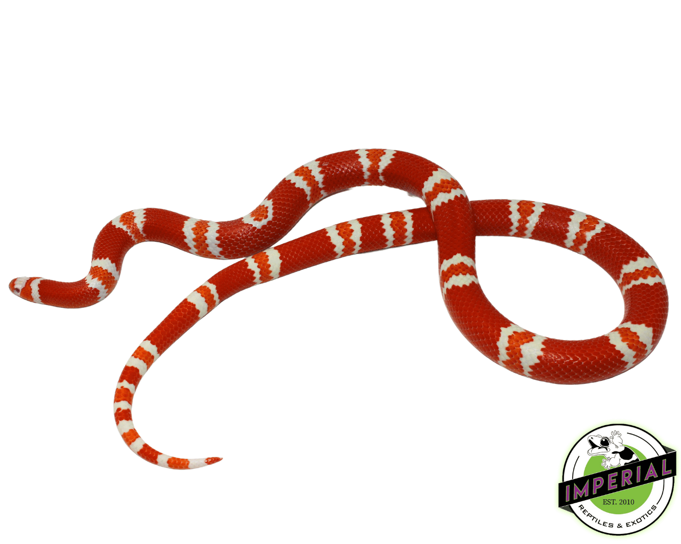 Tangerine Albino Honduran Milksnake Adult — image 2