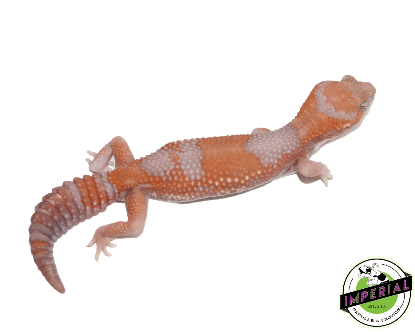 Tangerine Amel 66% het Patternless African Fat Tail Gecko Adult Female — image 2