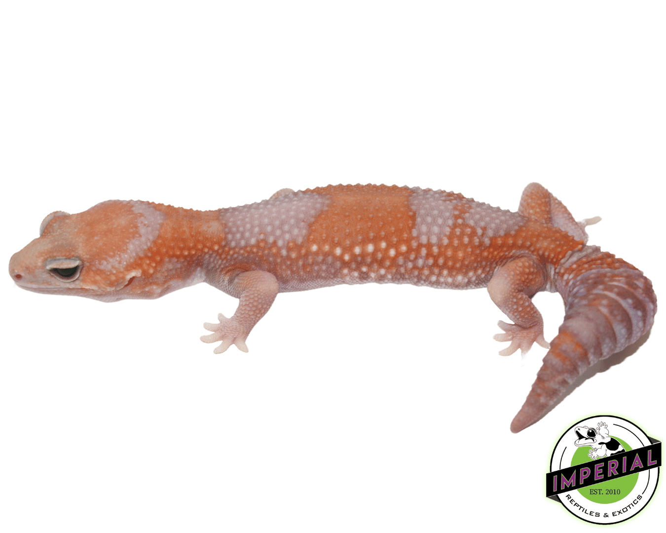 Tangerine Amel 66% het Patternless African Fat Tail Gecko Adult Female