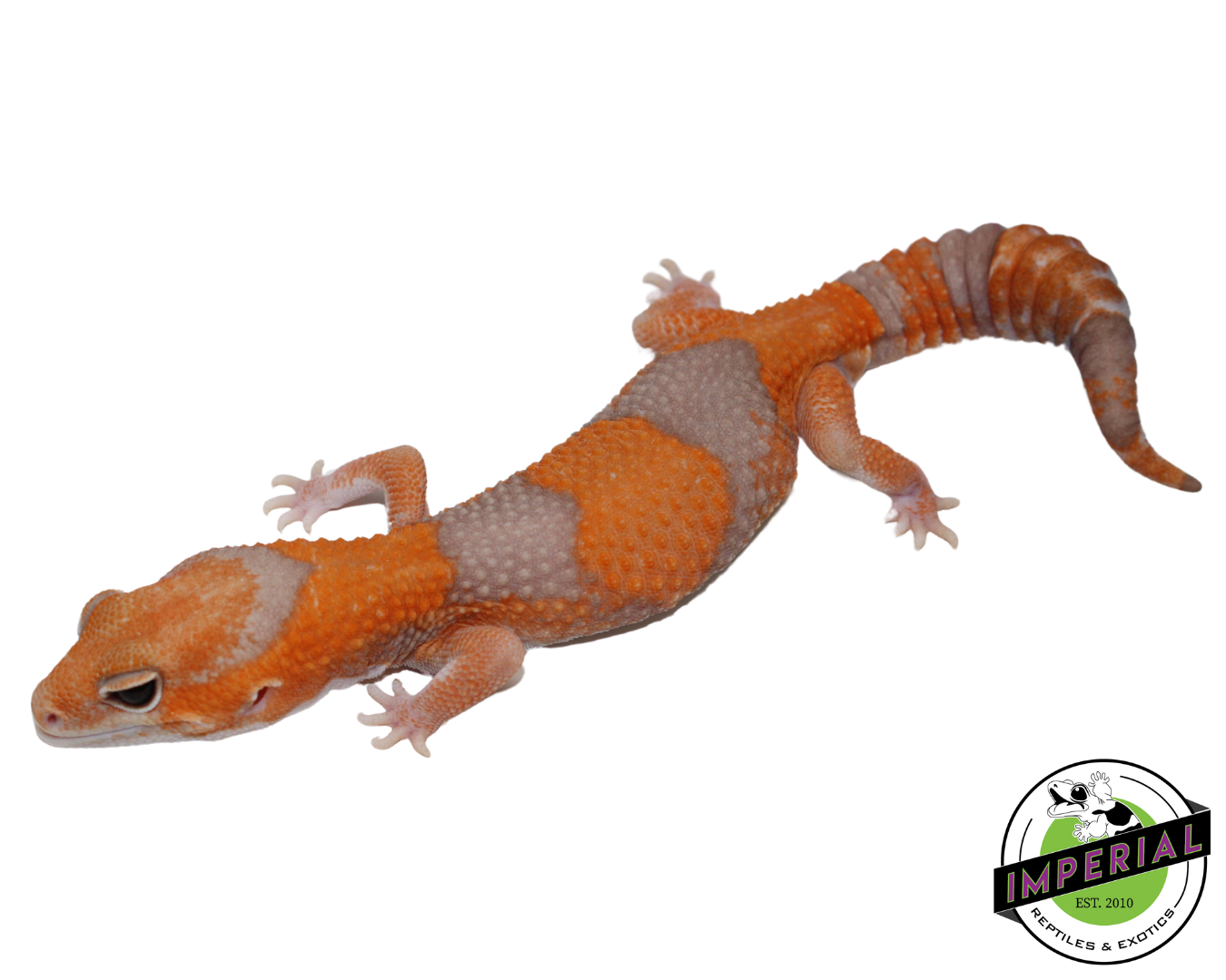 Tangerine Amel African Fat Tail Gecko Adult Male (#31524-02) — image 3