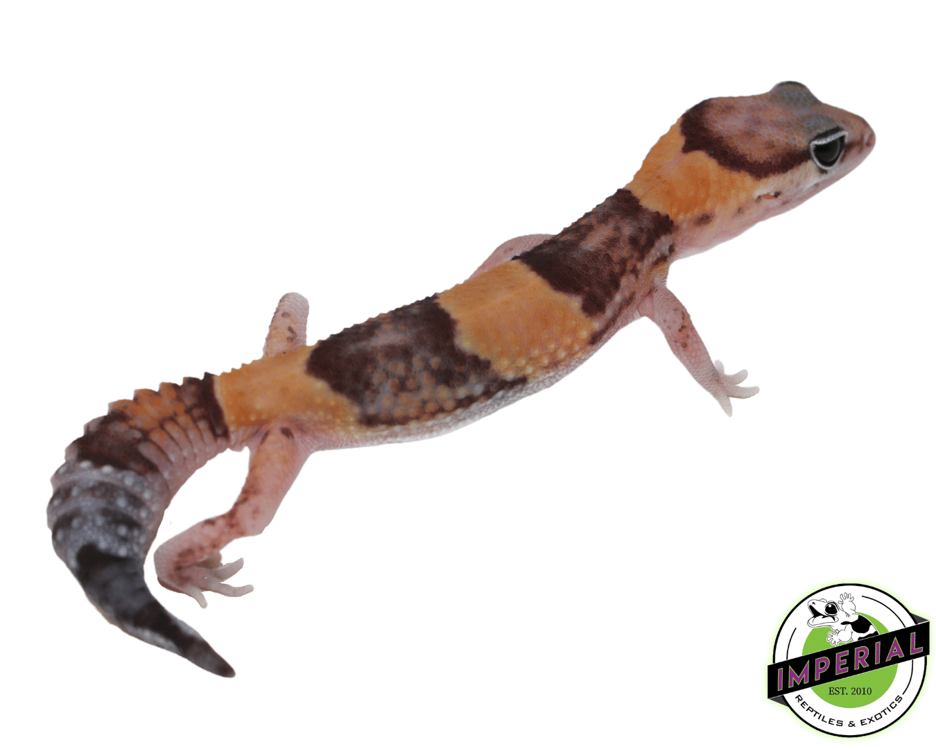 Tangerine het. Amel African Fat Tail Gecko
