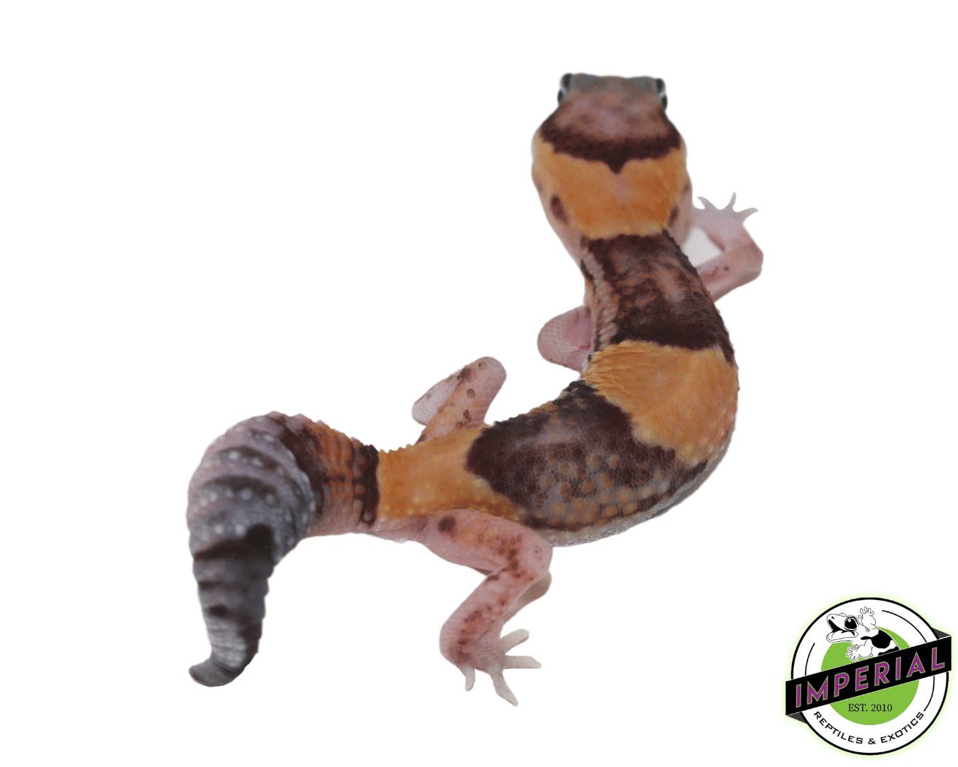Tangerine het. Amel African Fat Tail Gecko — image 2