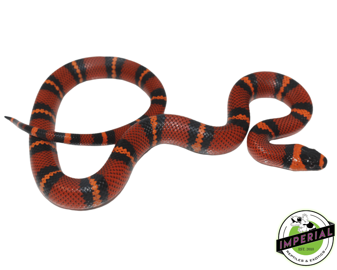 Tangerine Honduran Milk Snake Baby — image 2