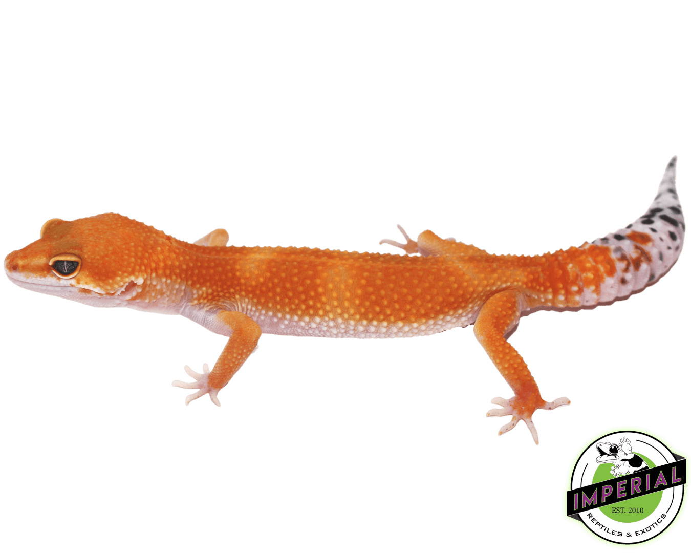 Tangerine Leopard Gecko Adult — image 2