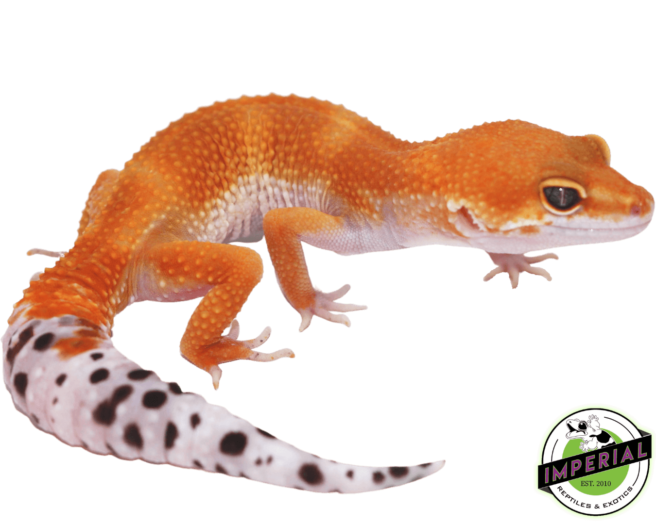 Tangerine Leopard Gecko Adult