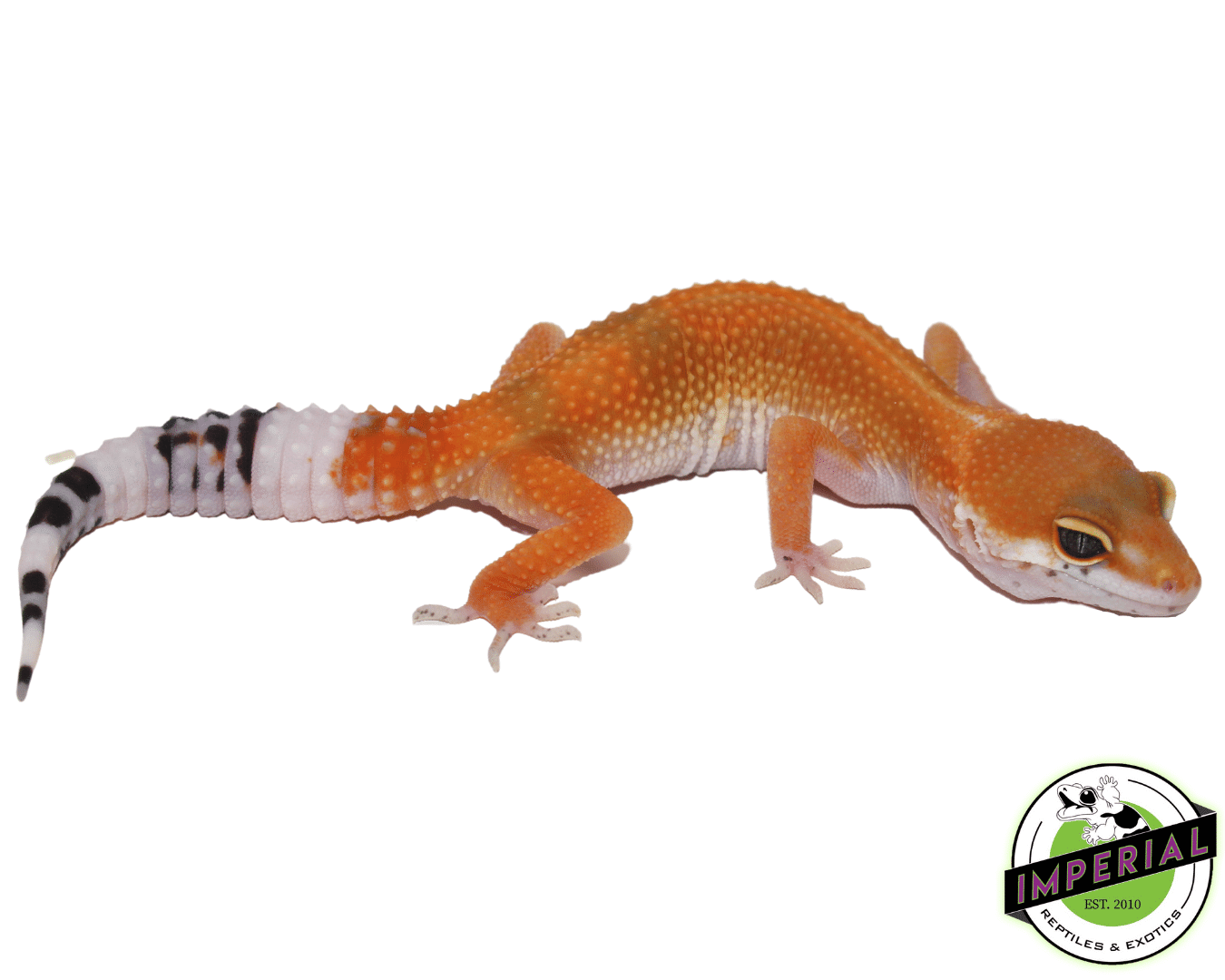 Tangerine Leopard Gecko Adult — image 3