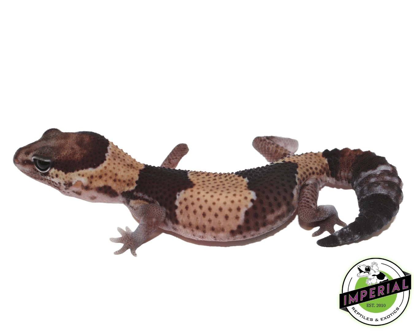 Tangerine ph Amel Oreo African Fat Tail Gecko — image 2