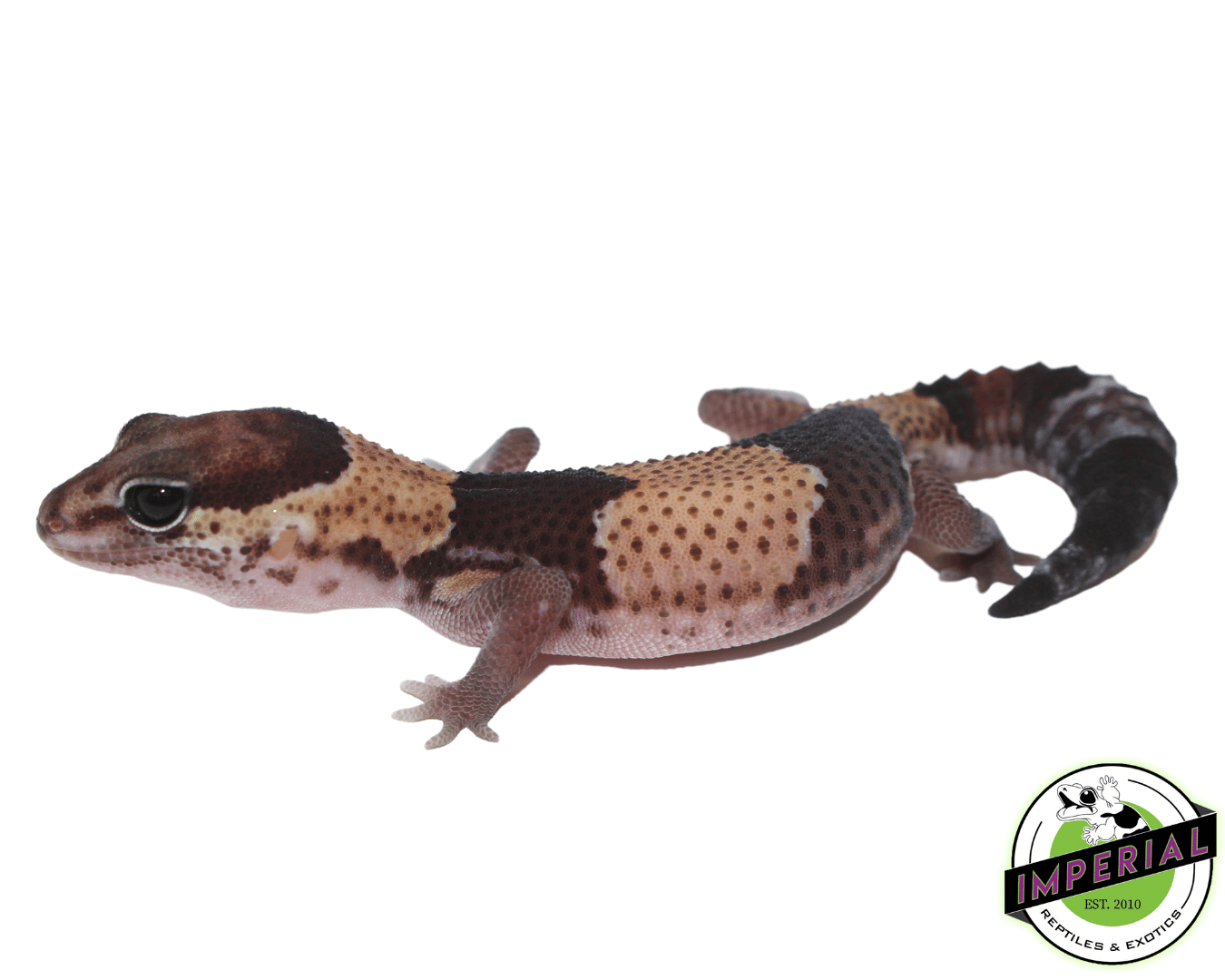 Tangerine ph Amel Oreo African Fat Tail Gecko